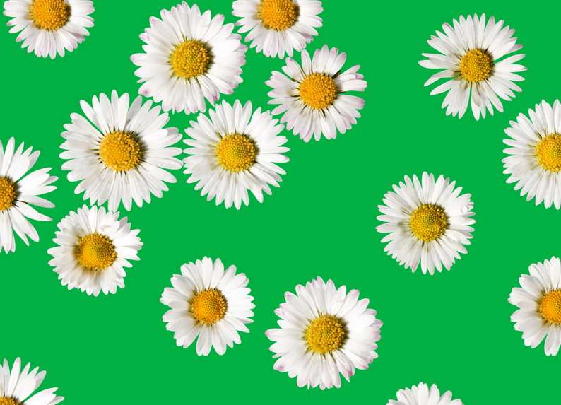 Gänseblümchen grün