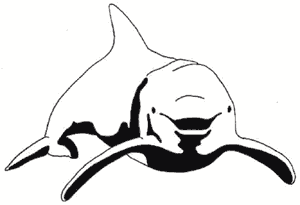 dolphin-01