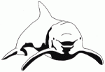 dolphin-01
