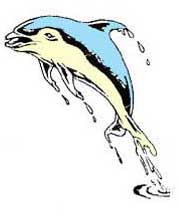 dolphin-12