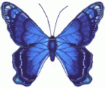 butterfly14