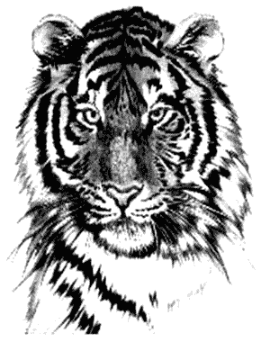 tiger-01